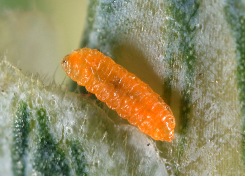 Larva of wheat midge or orange wheat blossom midge - Sitodiplosis mosellana from family Cecidomyiidae on ear of wheat.
