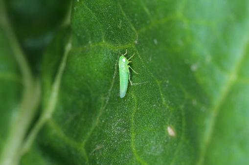 Potato leafhopper (Empoasca) belongs to family Cicadellidae. It is a pest of many types of Crops.