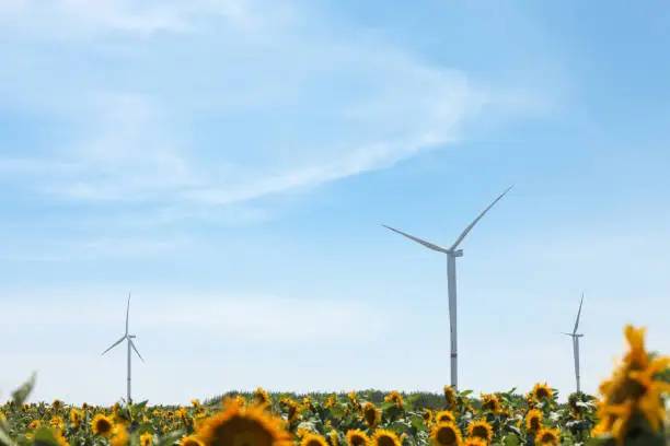 Photo of Modern wind turbine in sunflower field. Energy efficiency