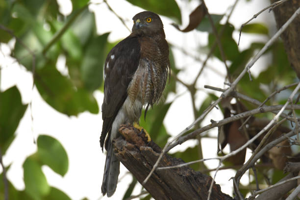 istock Bird of Prey  ( Shikra) 1355969356