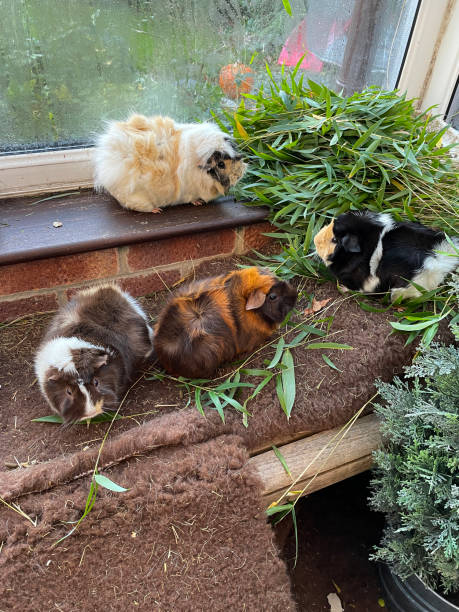 Close-up image of young, female, short hair abyssinian guinea pigs eating cut bamboo and grass, indoor enclosure, sitting on window sill, elevated view, focus on foreground Stock photo showing a close-up view of an indoor enclosure containing young, short hair, sow, abyssinian guinea pigs feeding on cut grass and bamboo. flared nostril photos stock pictures, royalty-free photos & images