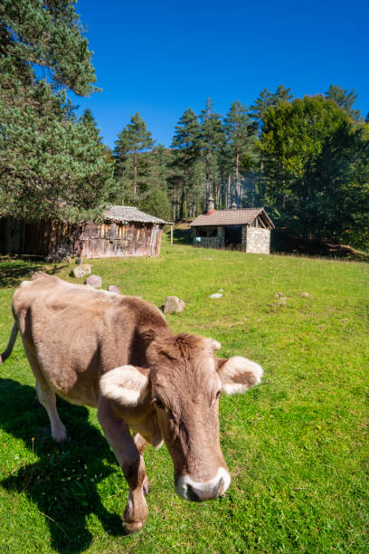 istock Pyrenees cows grazing in Valle de Hecho in Valles Occidentales N 1355969587