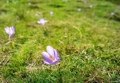 Crocus nudiflorus flower fake saffron flower Aspe Valley of Fra