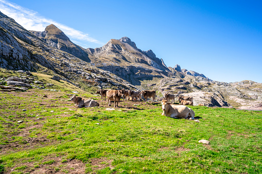 Cow cattle in Pyrenees on Aspe peak near Estanes Ibon Lake Estaens