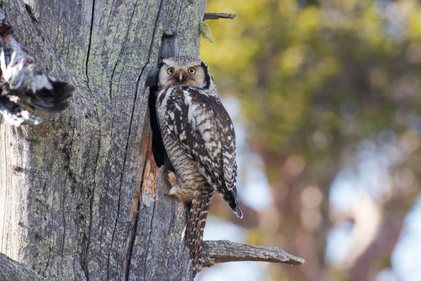 coruja-falcão, surnia ulula em frente a uma cavidade de ninho em uma árvore velha na floresta de taiga de verão - northern hawk owl - fotografias e filmes do acervo