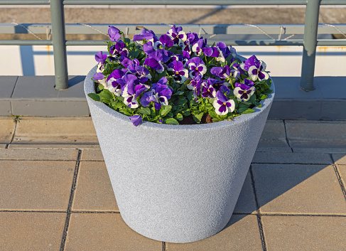 Purple Flowers in Big Pot Street Decor Sunny Day
