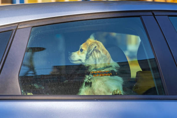 istock Pet Dog in Car 1355970668
