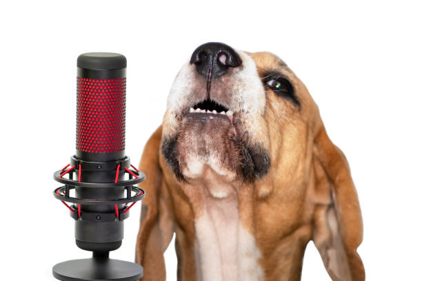 istock cute beagle dog sings into microphone 1355970745