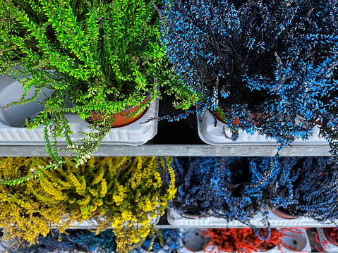 Stock photo showing a group of spray painted heather plants (Calluna vulgaris), dyed in various bright rainbow colours. These autumn heathers have been painted to prolong their colours all through the autumn and winter months, being painted in blue, lilac purple, red, orange, yellow and green.