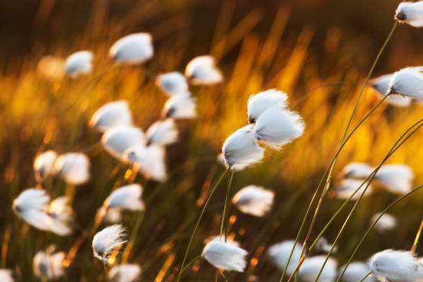 трава хлопка туссок, eriophorum vaginatum во время летнего заката в национальном парке рииситунтури - cotton grass стоковые фото и изображения