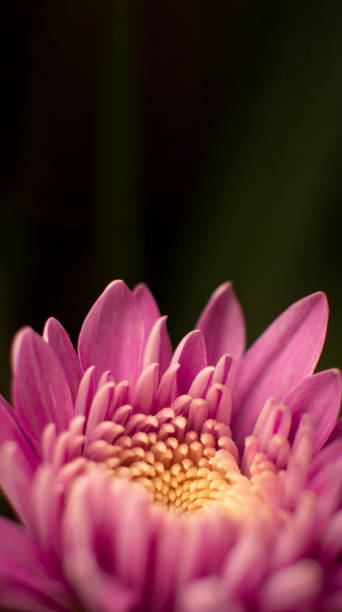 Photo of Pink flower in the foreground with forest green background.
