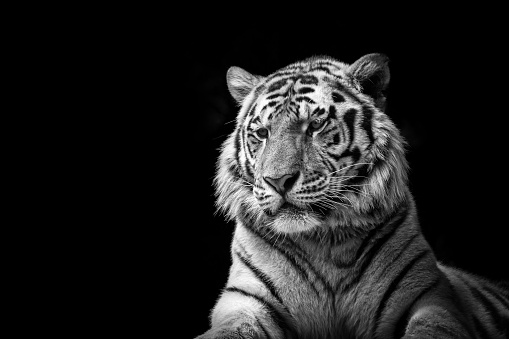 Tiger on Black Background black and white