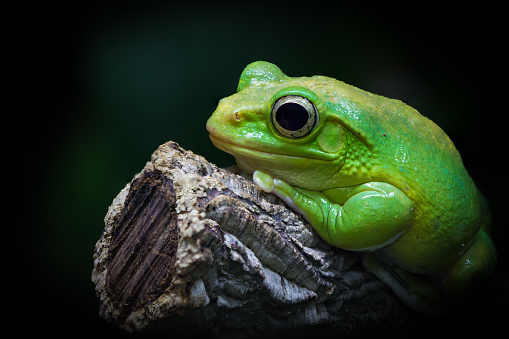 The European tree frog (Hyla arborea) is a small tree frog. As traditionally defined, it was found throughout much of Europe, Asia and northern Africa, but based on molecular genetic and other data several populations formerly included in it are now recognized as separate species (for example, H. intermedia of Italy and nearby, H. molleri of the Iberian Peninsula, H. meridionalis of parts of southwestern Europe and northern Africa, and H. orientalis of parts of Eastern Europe, Turkey and the Black Sea and Caspian Sea regions), limiting the true European tree frog to Europe from France to Poland and Greece (source Wikipedia).\n\nMost of the common tree frog populations in the Netherlands occur on sandy soils in the southern and eastern part of the country, except for one population in the province of Zeeland.\n\nThe common tree frog is listed on the Red List as threatened. It is strictly protected under Dutch legislation, the Bern Convention and the Habitats Directive!\n\nThe largest population are present in the Achterhoek, where this Picture is taken.