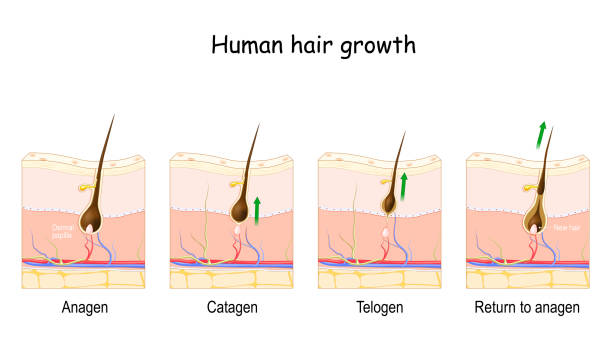 Hair Growth Cycle Illustrations, Royalty-Free Vector Graphics & Clip Art -  iStock