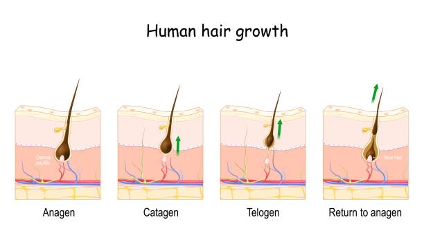 Hair growth cycle. Human skin. Follicle anatomy. Hair growth cycle. Human skin. Follicle anatomy. Anatomical poster. Hair growth phase step by step. Stages from Anagen, and telogen, to catagen. Cross section of the skin layers. Medical vector epidermal cell stock illustrations