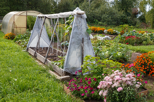 Vegetable garden with greenhouses on a summer day. Growing vegetables and flowers.