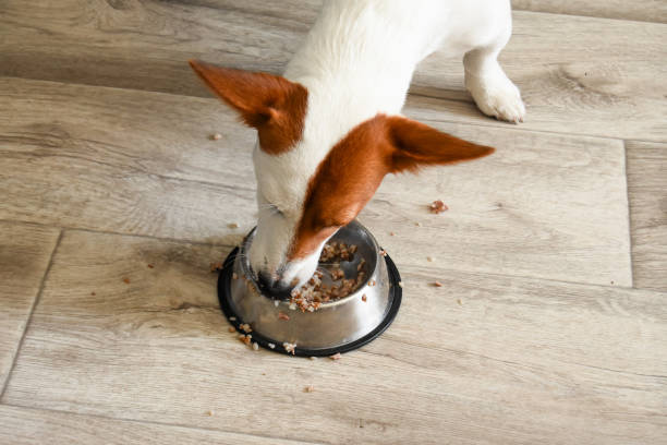 istock dog jack Russell eats from a bowl, at home 1355974563