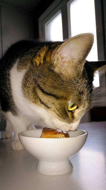 istock Wet food dish and hungry cat eating. 1355974631