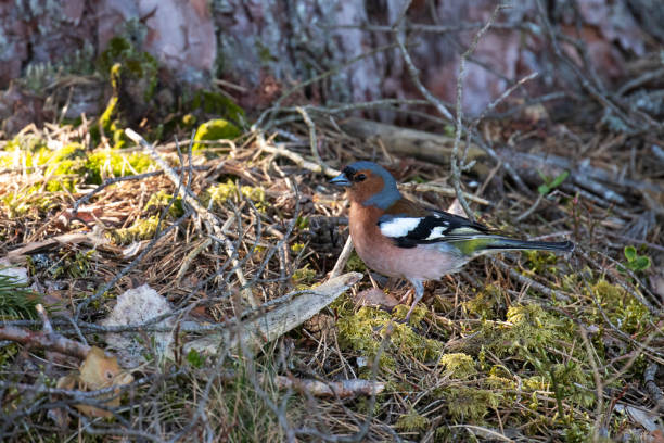 Male Common Chaffinch, Fringilla coelebs, looking around in a summery coniferous boreal forest Male Common Chaffinch, Fringilla coelebs, looking around in a summery coniferous boreal forest of Estonian nature, Northern Europe. male common chaffinch bird fringilla coelebs stock pictures, royalty-free photos & images