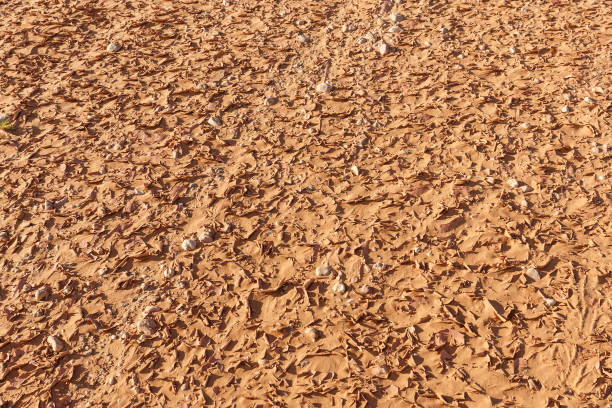 istock dry cracked land in the desert 1355975810