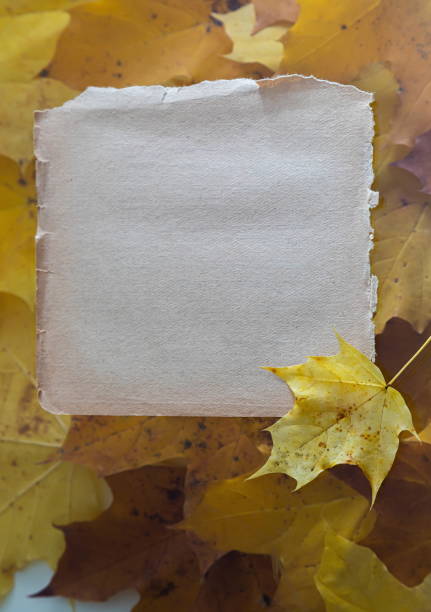 istock Autumn Leaves on the Old Paper sheet isolated on white 1355975819