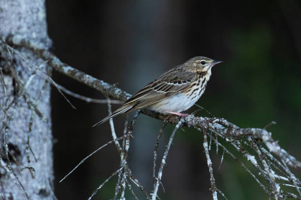 istock European songbird Tree pipit, Anthus trivialis perching 1355975842