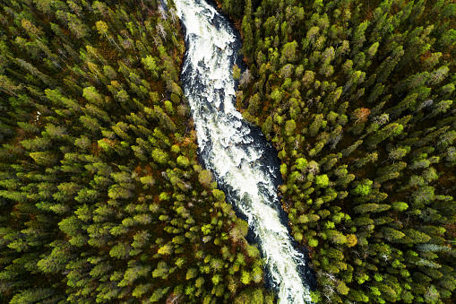 An aerial view of river rapids through lush and green Finnish taiga forest during summer in Northern Europe.
