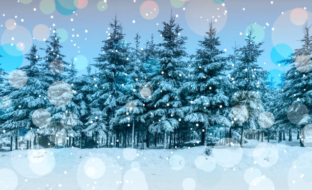 istock Winter forest landscape with snowy pine trees. 1355976988