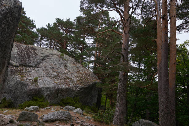 istock Several pines in a lush forest in autumn 1355978271