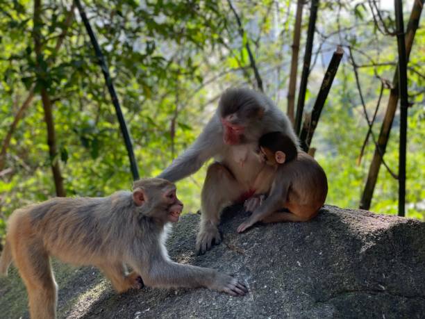 istock Monkey business near the Lion’s rock 1355978404