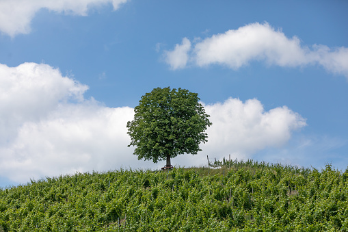chestnut tree on a vineyard hill