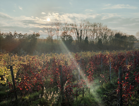 Tuscan vineyards in autumn backlit by the setting sun