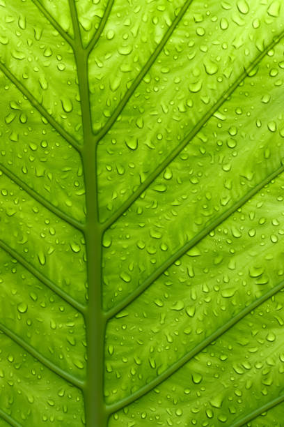 istock water drop on exotic tropical green Alocasia Elephant Ear leaf texture background 1355981926