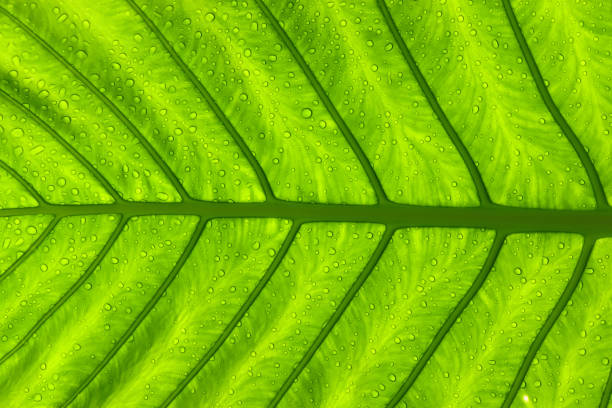 istock water drop on exotic tropical green Alocasia Elephant Ear leaf texture background 1355981930