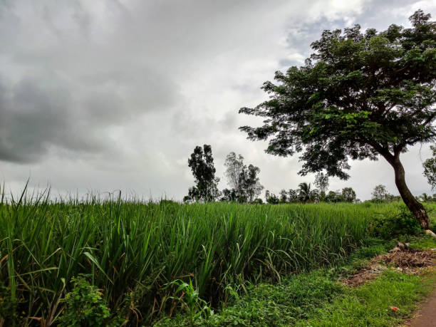 Side view of Beautiful sugarcane farmland surrounded by green trees with dark clouds on background. Picture capture during monsoon season at village area Kolhapur, Maharashtra, India. Side view of Beautiful sugarcane farmland surrounded by green trees with dark clouds on background. Picture capture during monsoon season at village area Kolhapur, Maharashtra, India. kolhapur stock pictures, royalty-free photos & images