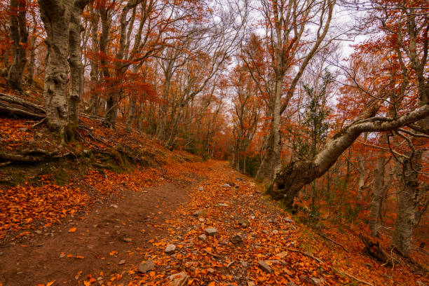 Peña Roya beech forest in Moncayo