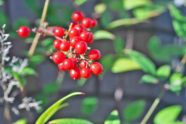 Nandina domesticaNanten Fruit