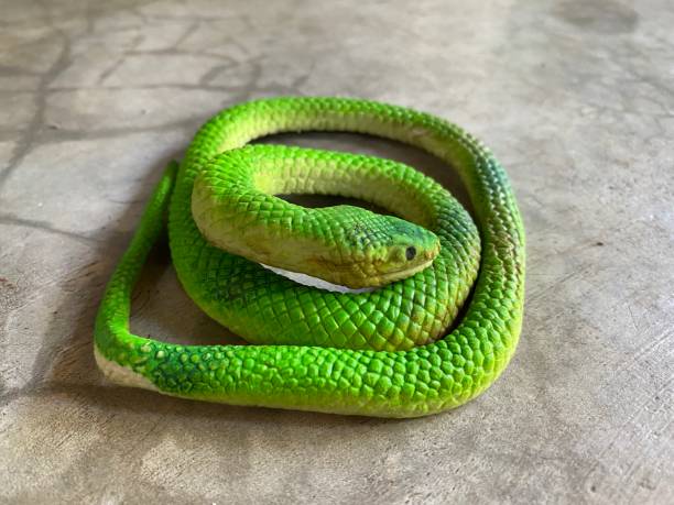 istock A green toy snake on cement floor 1355984073