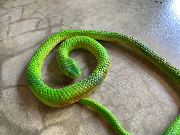 istock A green toy snake on cement floor 1355984075