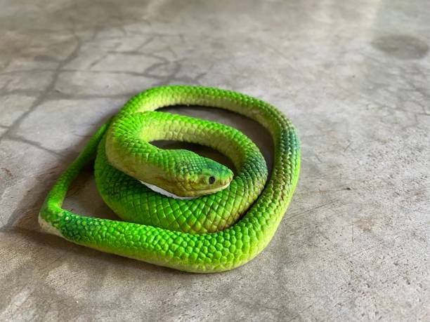 istock A rubber green snake on cement floor. 1355984077