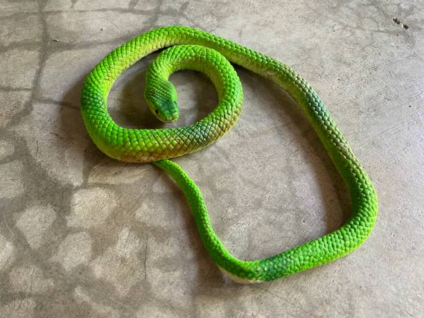 istock A rubber green snake on cement floor. 1355984079