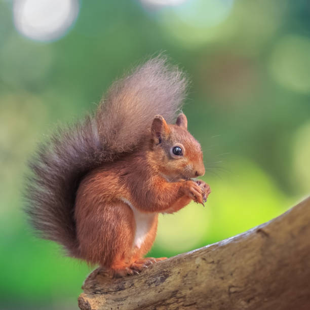 istock Adorable red squirrel feeding in woodland 1355984848