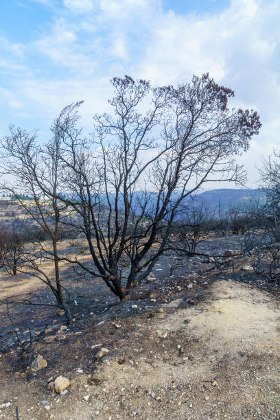 burned cork oak tree in southern spain