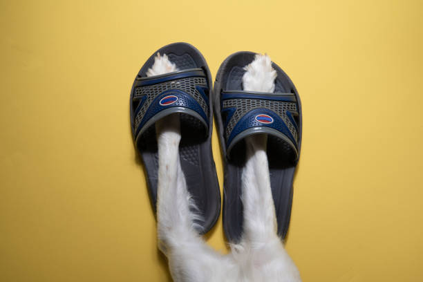 Dog wears human's slippers