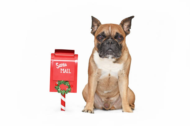 istock Dog next to Christmas Santa mail box 1355985845