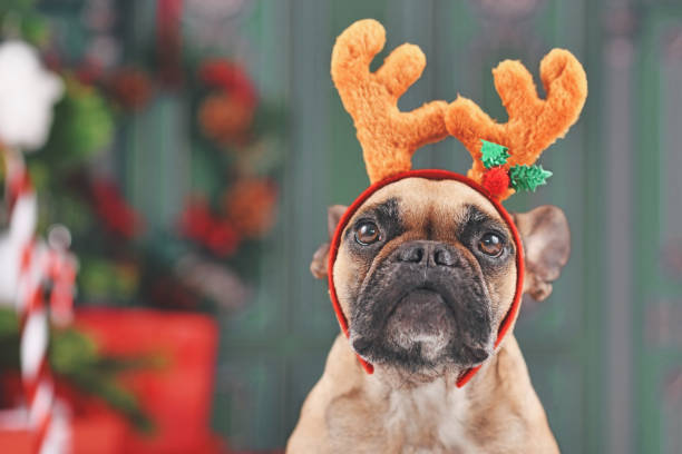 istock Christmas reindeer dog 1355985940