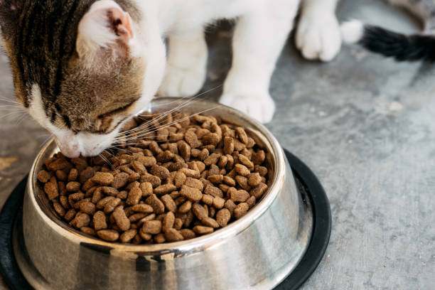 istock Close up of a domestic cat eating. 1355987316