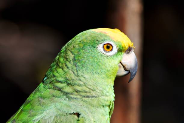 istock Green parrot, tropical bird 1355989624