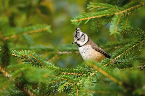 A small white and brown passerine bird perching on green spruce in a forest.
