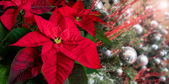 Poinsettia or euphorbia pulcherrima flowers on the decorated Christmas tree blurred background. Flor de Pascua. Christmas Eve plant.